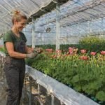 Multi-Span Greenhouse for Tulip Planting