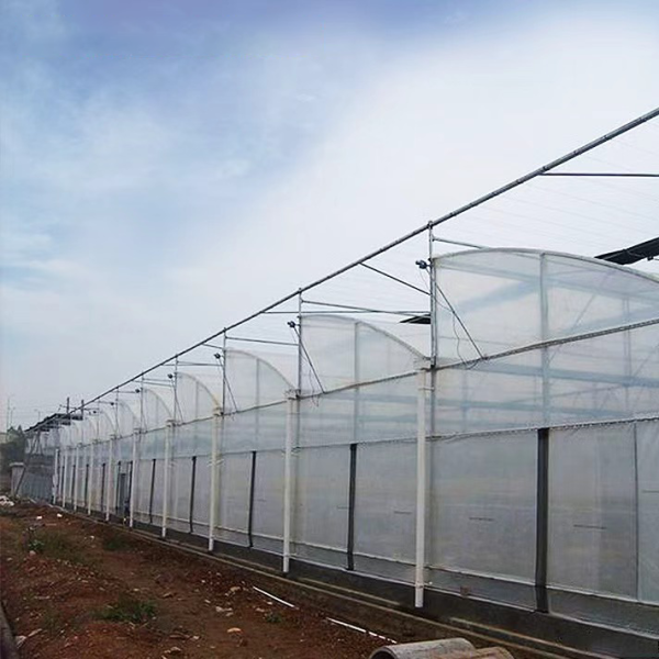 Large Multi-Span Sawtooth Greenhouse