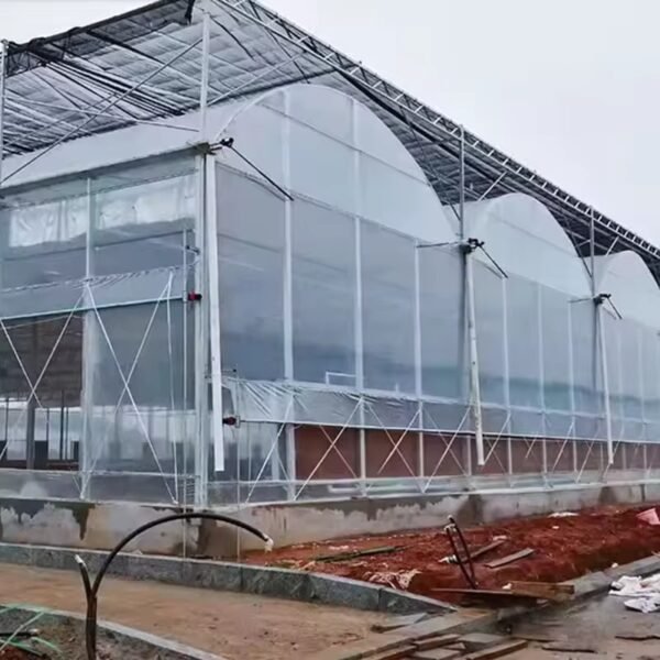 Multi Span Greenhouse For Growing Strawberries