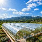 Agricultural Multi-Span Film Tunnel Greenhouse