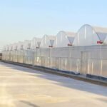 Economical Multi Span Greenhouse