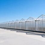 Commercial Multi Span Greenhouse