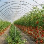 Multi-Span Film Tunnel Greenhouse for Growing Tomatoes