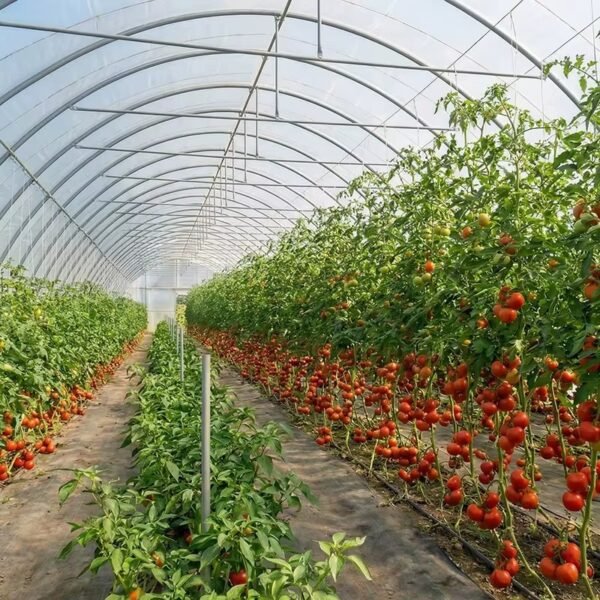 Multi-Span Film Tunnel Greenhouse for Growing Tomatoes