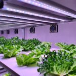 NFT Lettuce Growing System