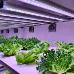 NFT Lettuce Growing System