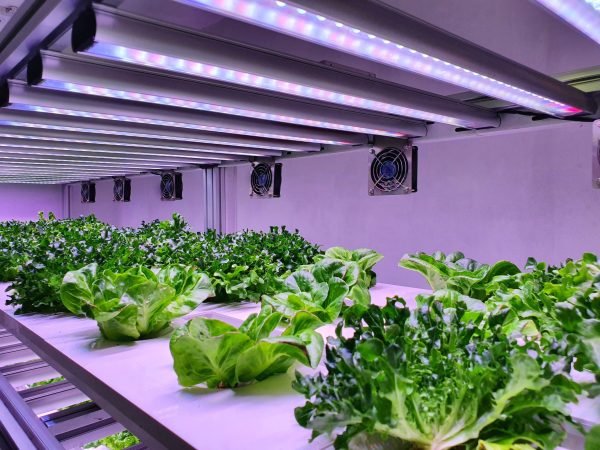 NFT Lettuce Growing System