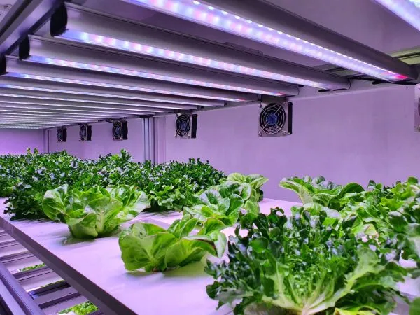 NFT Lettuce Growing System
