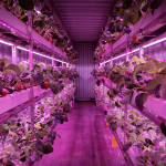 用于室内生产的商业草莓容器化种植场