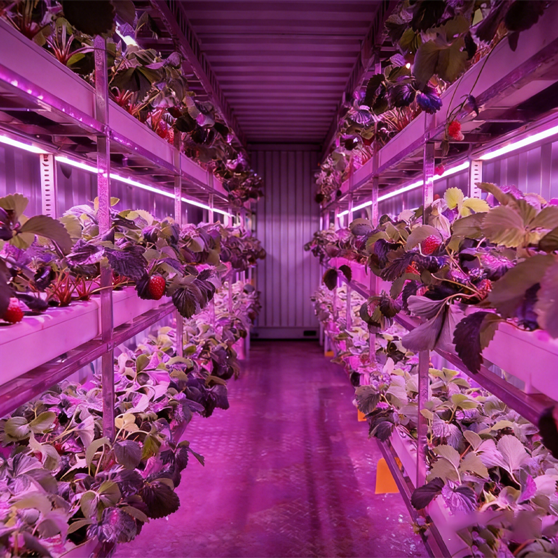 Commercial strawberry container farm for indoor production