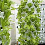 Commercial Hydroponics Pineapple Tower
