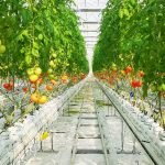 Glass Venlo Greenhouse for Tomato