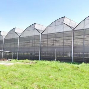 Multi Span Greenhouse For Tulip Flowers