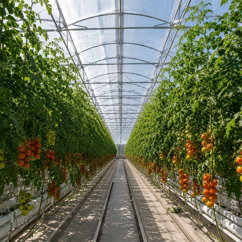 Film greenhouse interior for vegetable growing