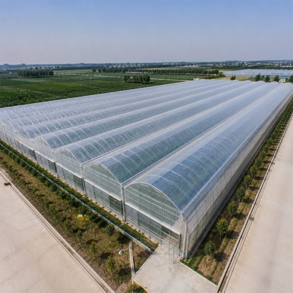 Multi span tunnel greenhouse for vegetables