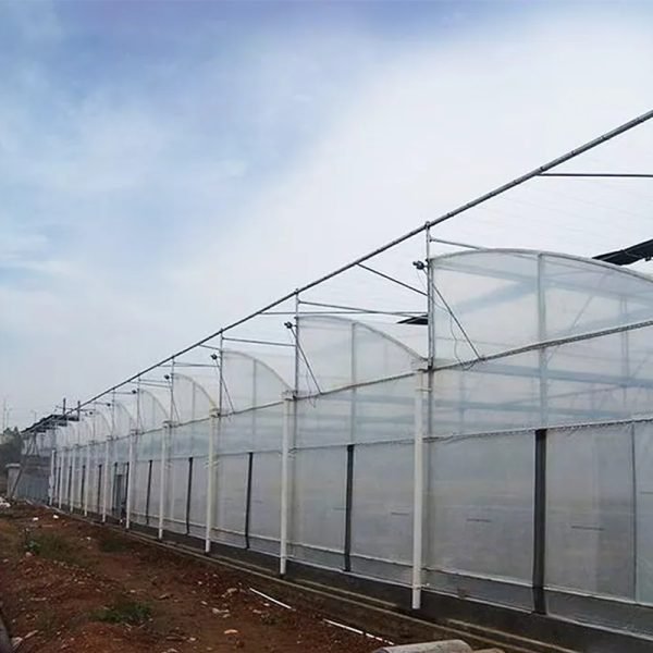 Multi span sawtooth greenhouse for commercial farming