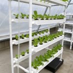 Commercial vertical NFT hydroponic system for greenhouse farming