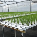 Space saving vertical NFT hydroponic system for urban agriculture