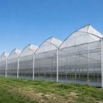 Natural ventilation multi span sawtooth greenhouse