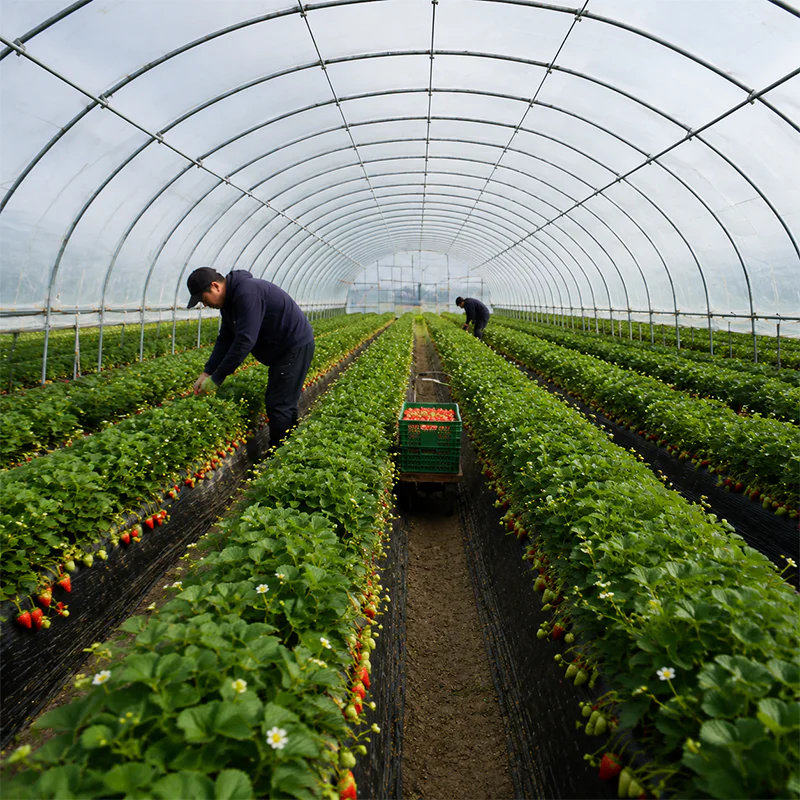 Commercial plastic film greenhouse for vegetable production