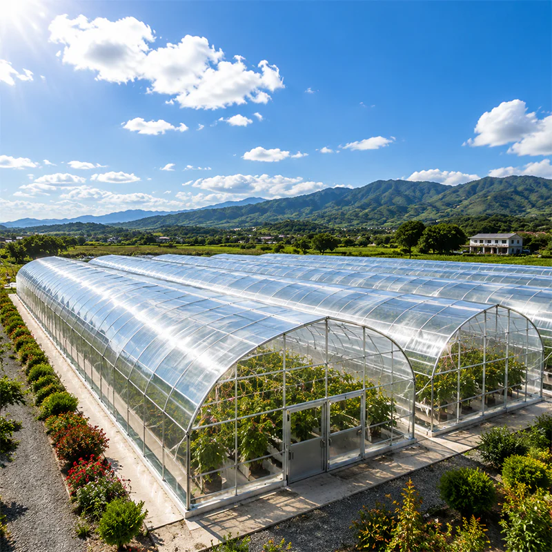Commercial multi span film greenhouse for vegetable production