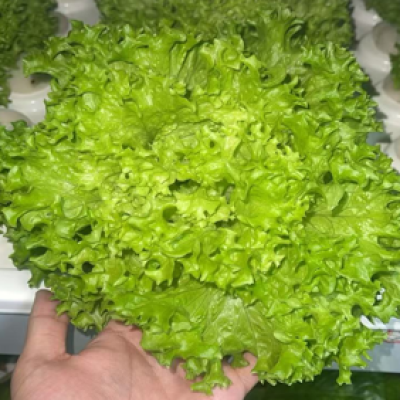 পাতাযুক্ত শাকসবজি চাষের সমাধান